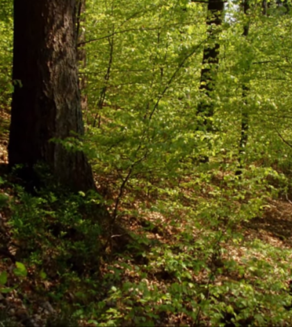 Forest Walk Meditation Music, Featured Article